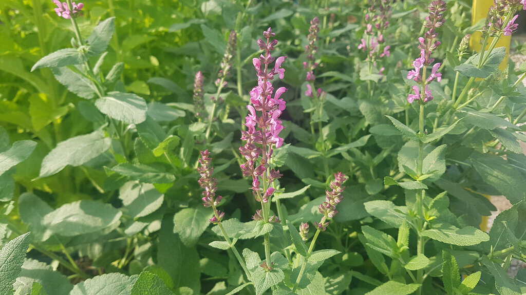 Salvia nemorosa 'Sensation Deep Rose Improved' ---